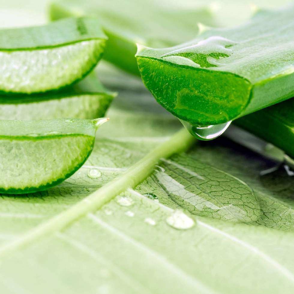 ALOE VERA