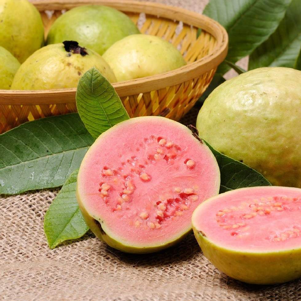 GUAYABA