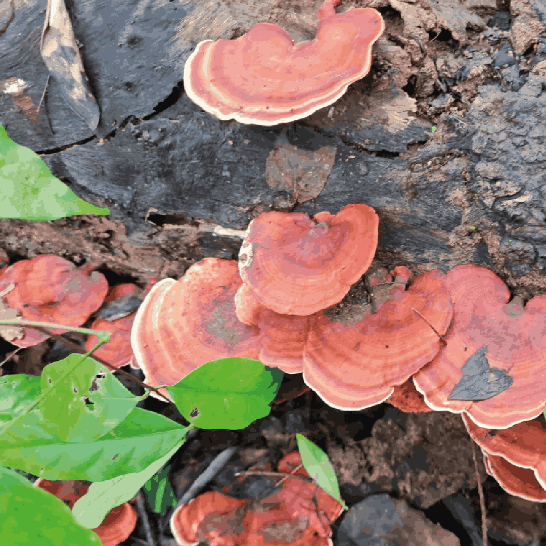 BETAGLUCANOS DE GANODERMA